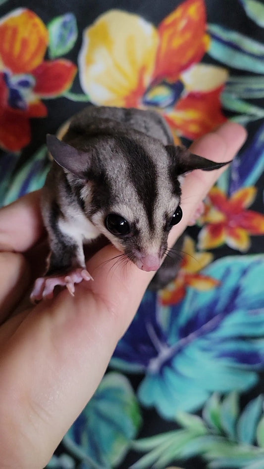 Dragonfruit - Adult Female (Available)