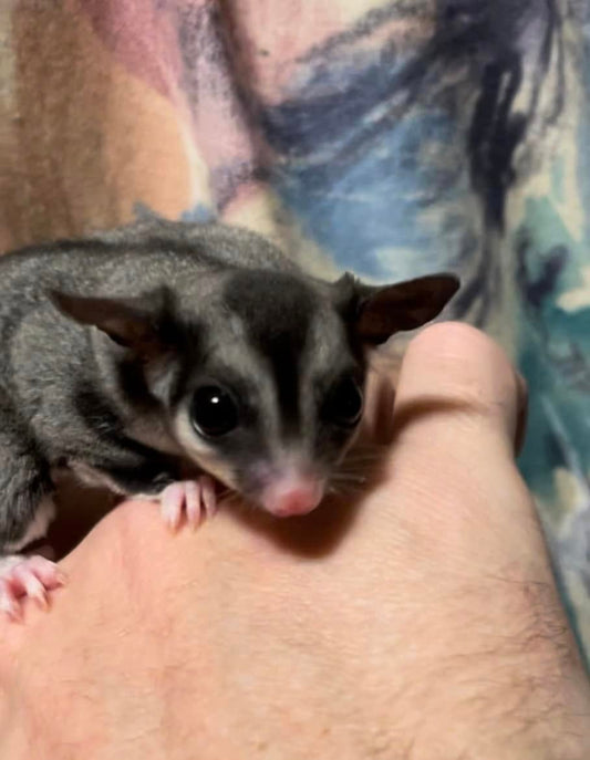 Elise - Adult Female (Available)