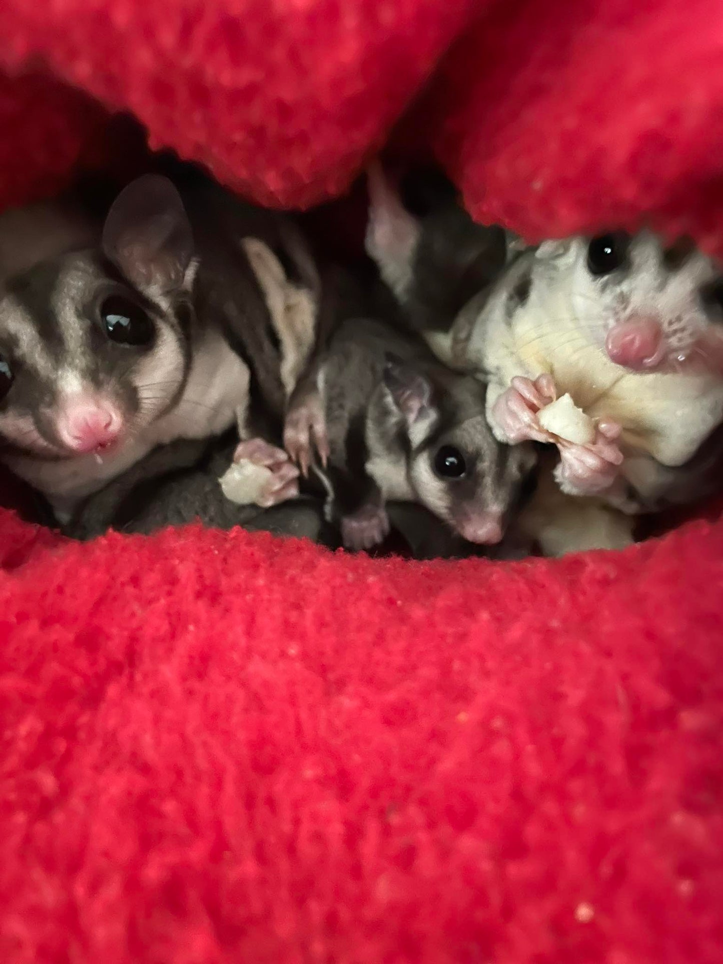 Fendi - Adult Female (Available)