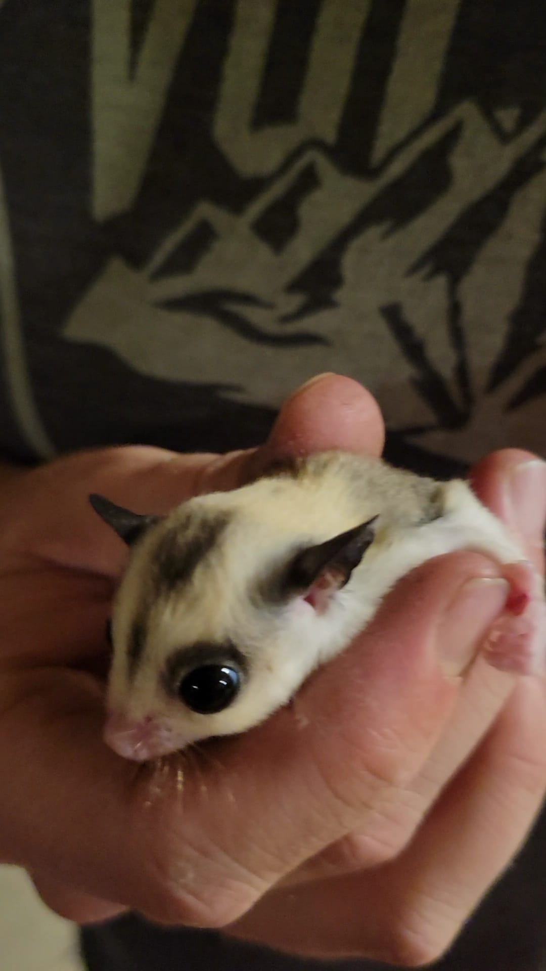 Gelato - Adult Female (Available)