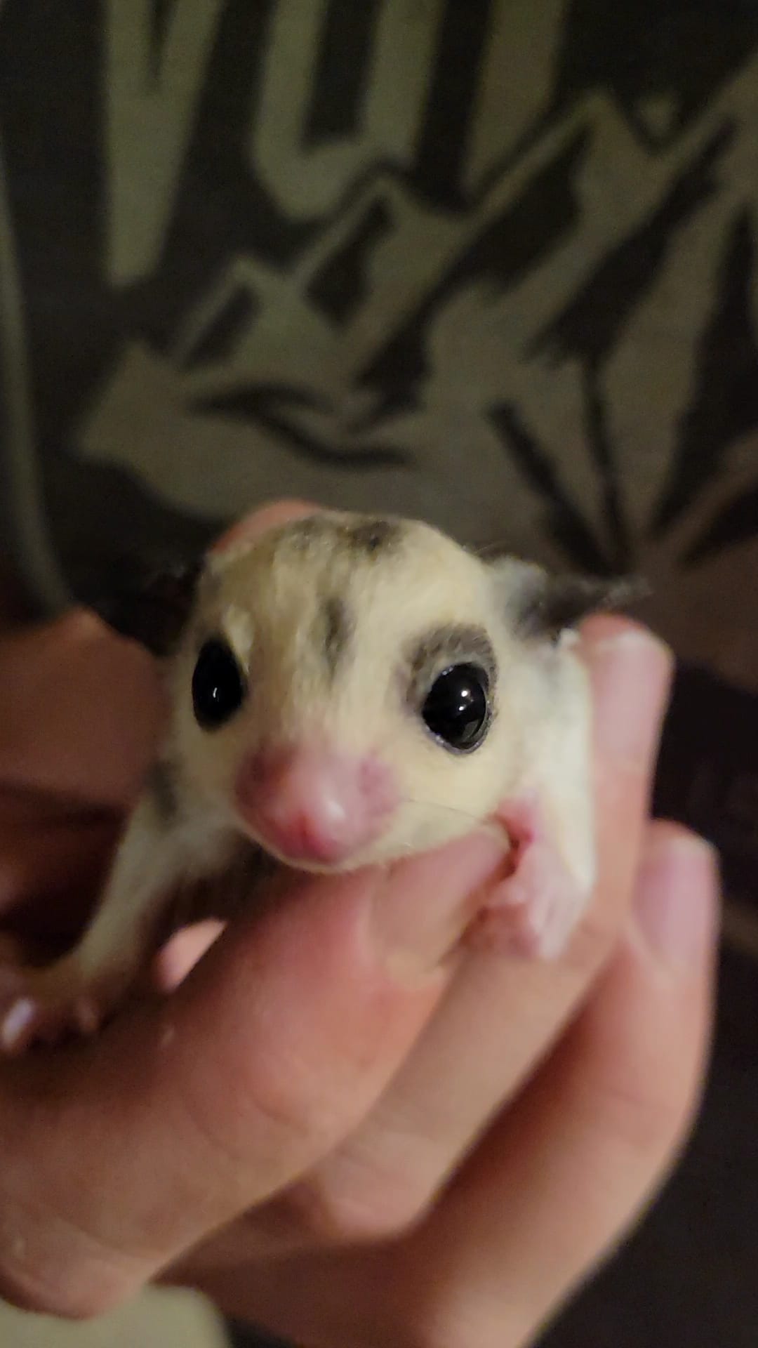 Gelato - Adult Female (Available)