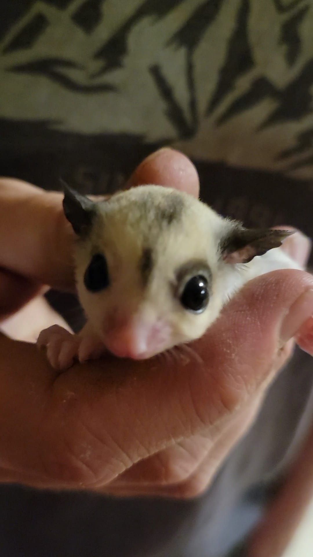 Gelato - Adult Female (Available)