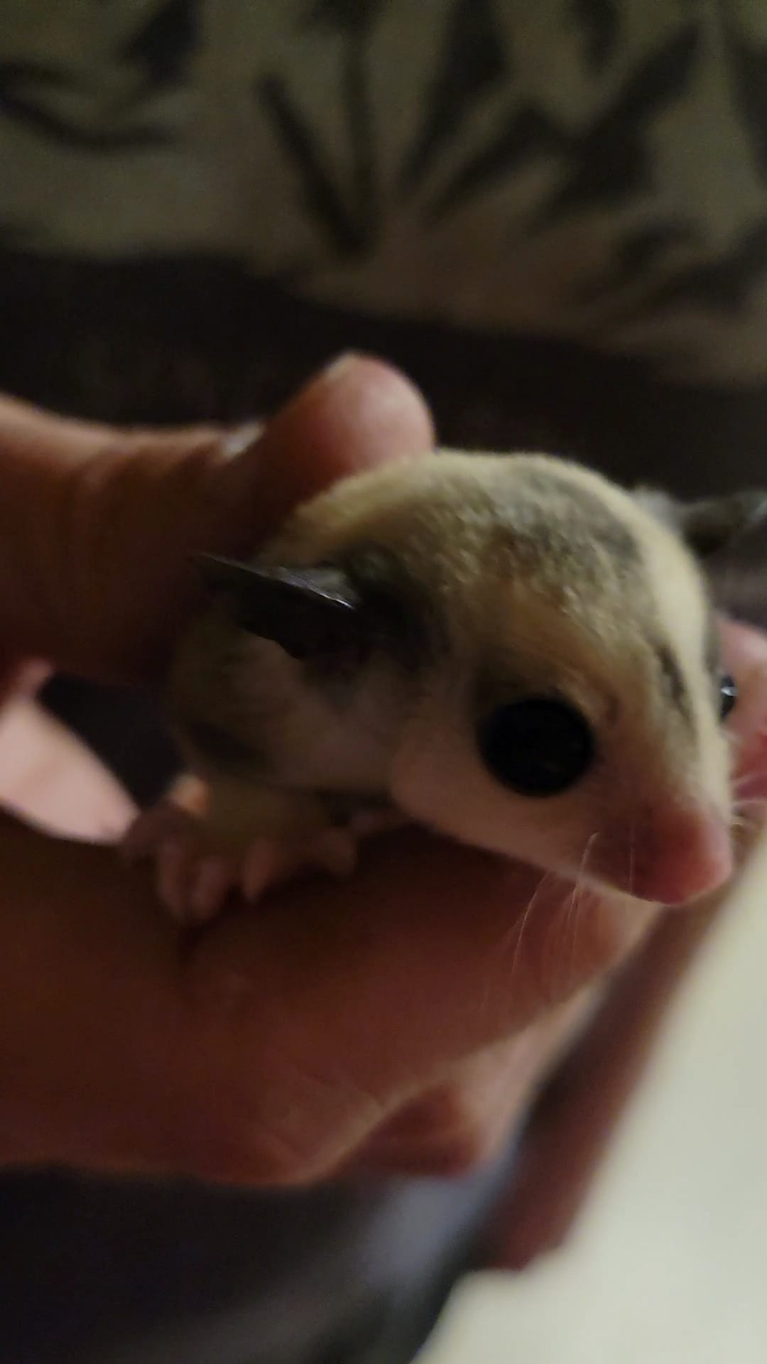 Gelato - Adult Female (Available)