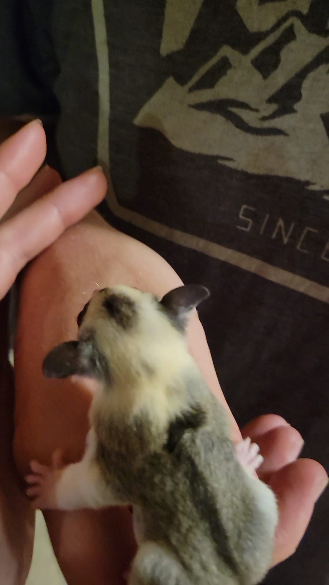 Gelato - Adult Female (Available)