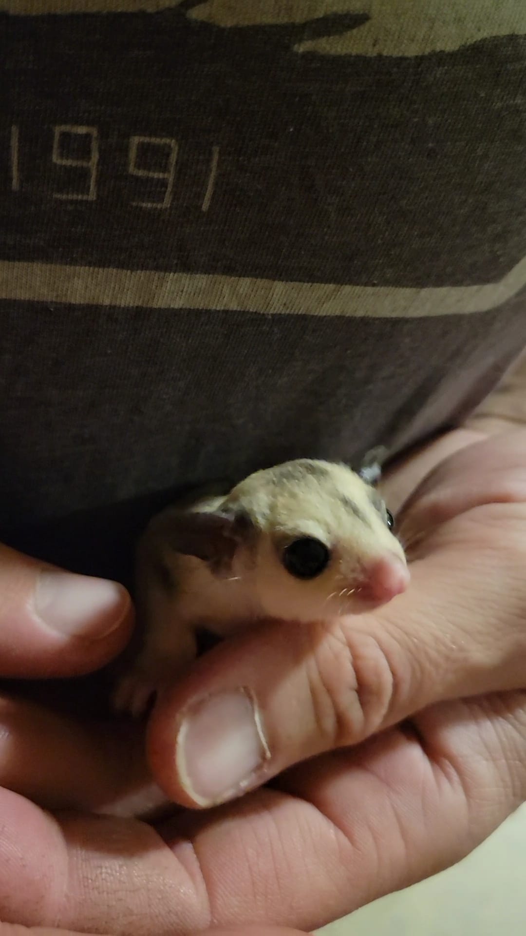 Gelato - Adult Female (Available)