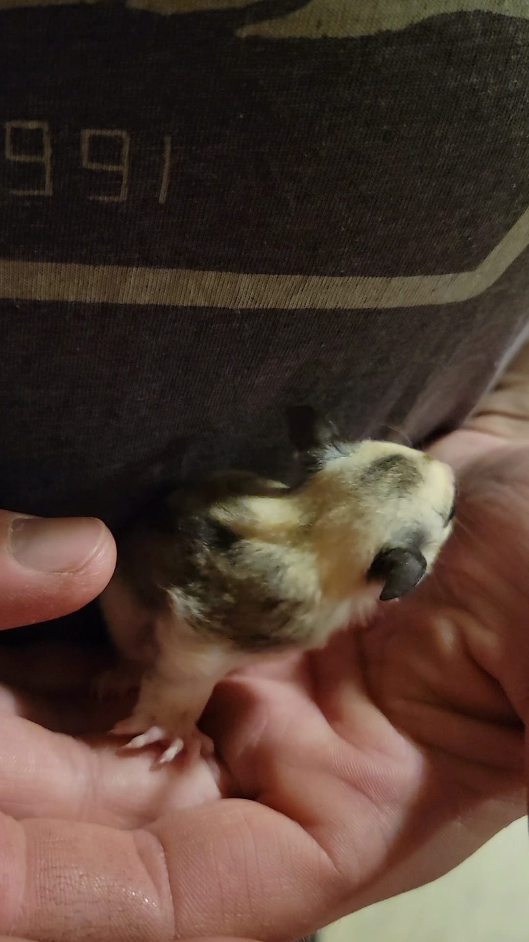 Gelato - Adult Female (Available)