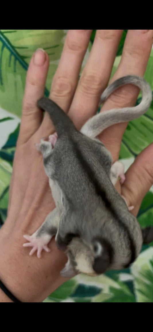 Ghost - Joey Male (Available)