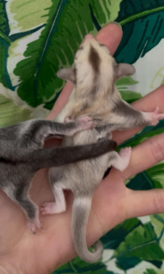 Shadow - Joey Female (Available)