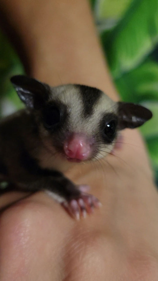 Holly - Joey Female (Available)