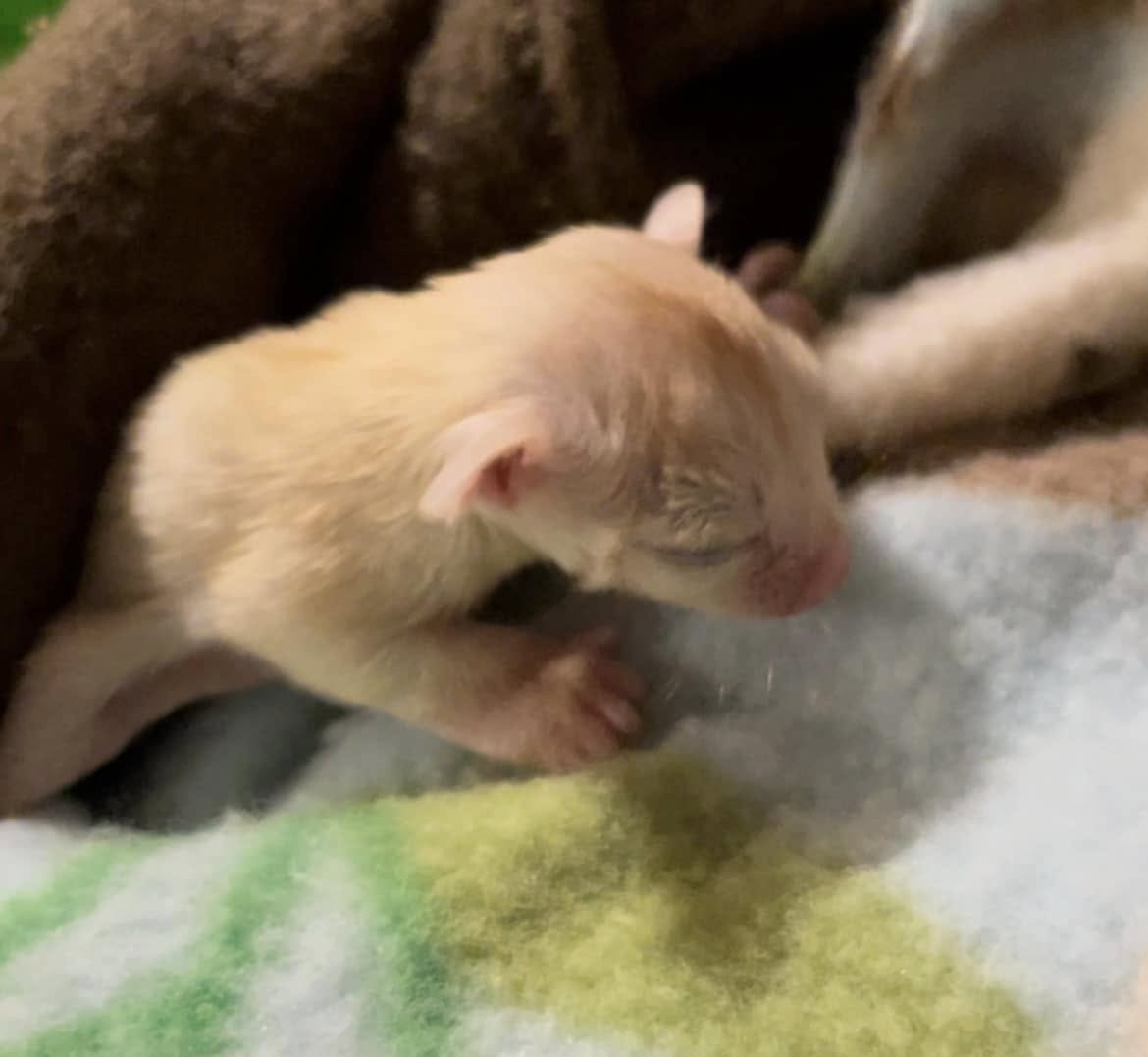 Jack - Adult Male (Available)