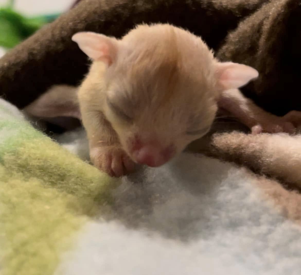 Jack - Adult Male (Available)