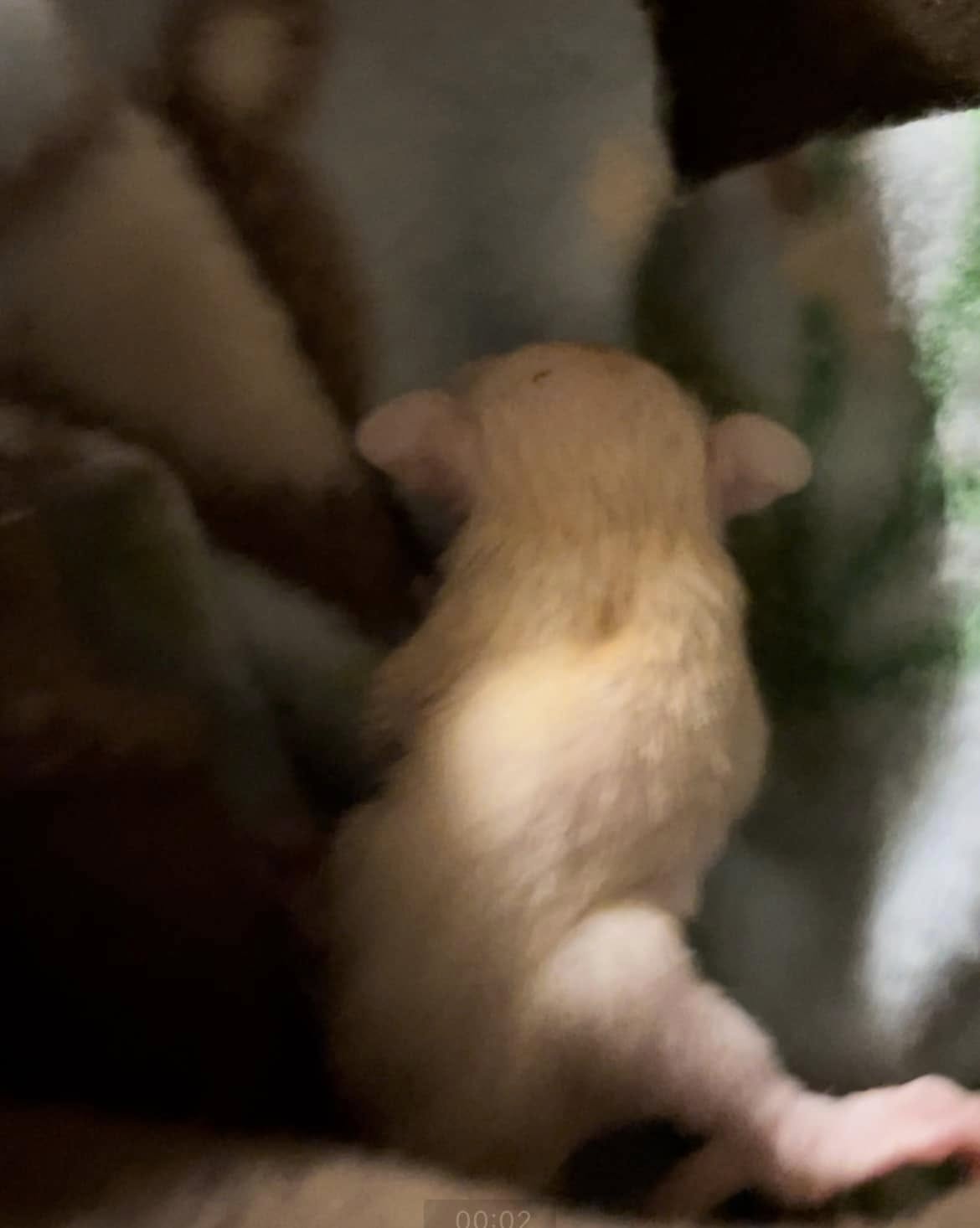 Jack - Adult Male (Available)