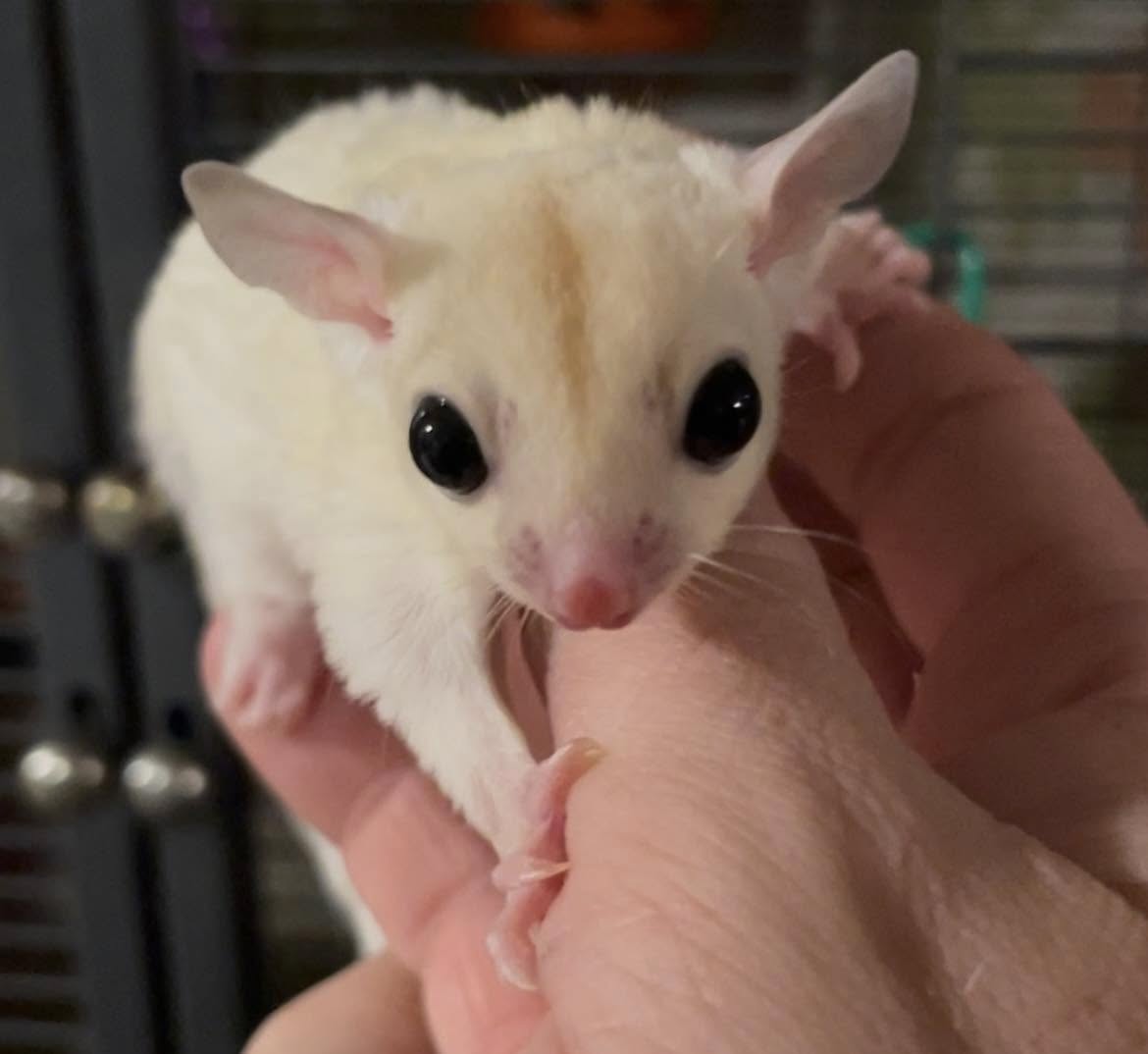 Jack - Adult Male (Available)