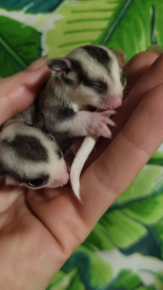 Jelly - Joey Male (Available)