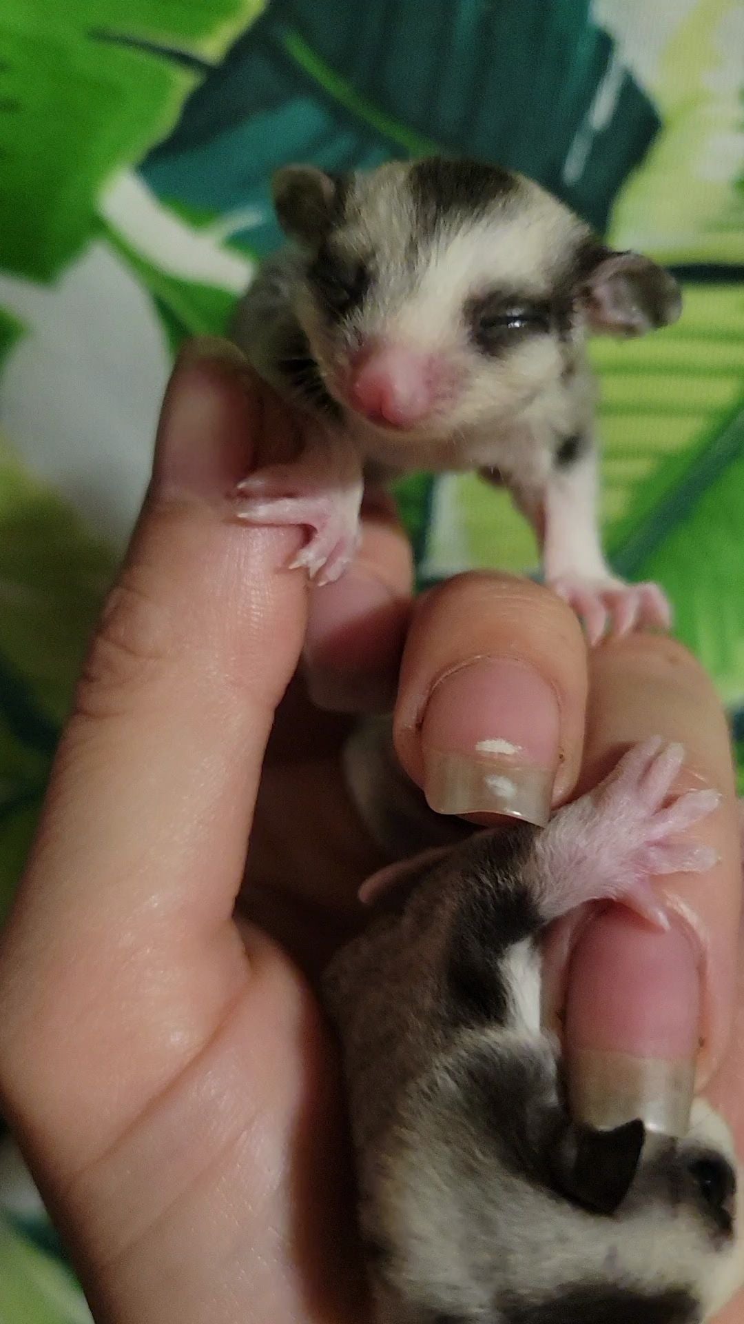 Jelly - Joey Male (Available)