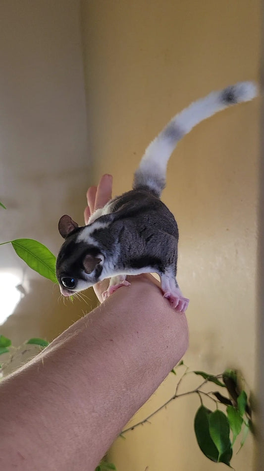 Marshall Lee - Adult Male (Available)