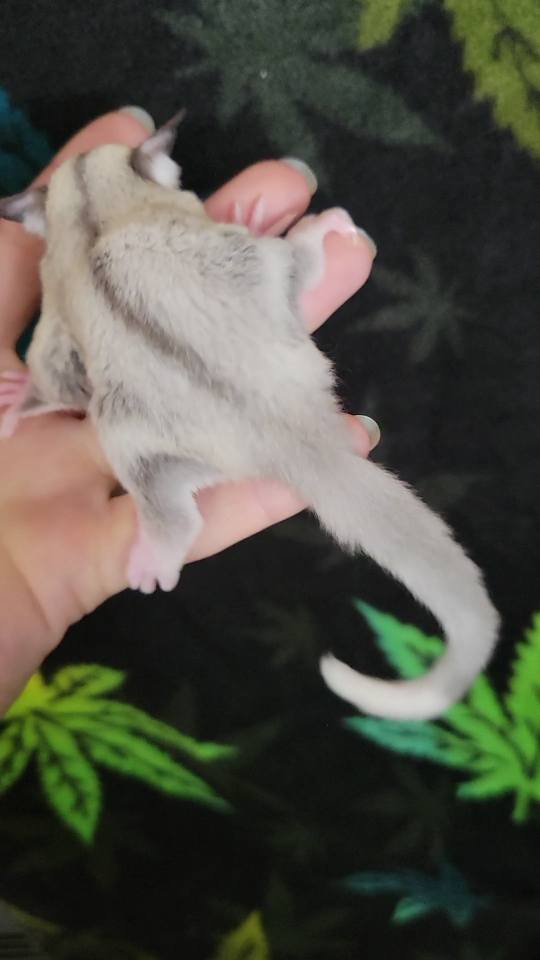 Mulberry - Joey Male (Available)
