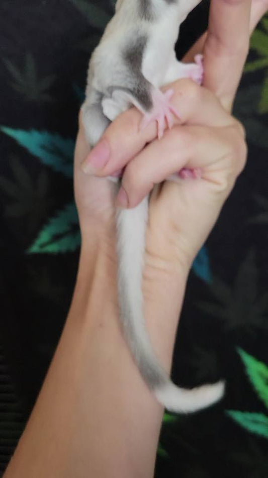 Mulberry - Joey Male (Available)