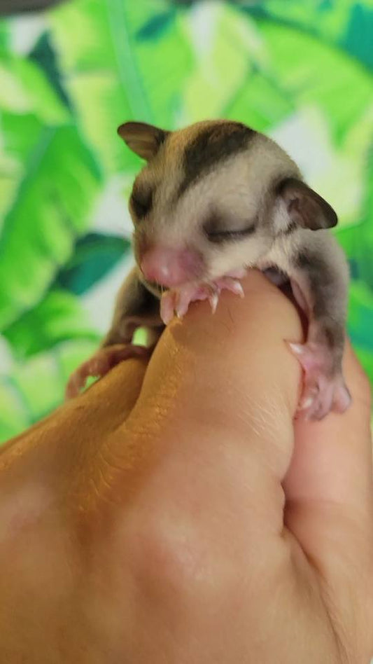 Pluto - Joey Male (Available)
