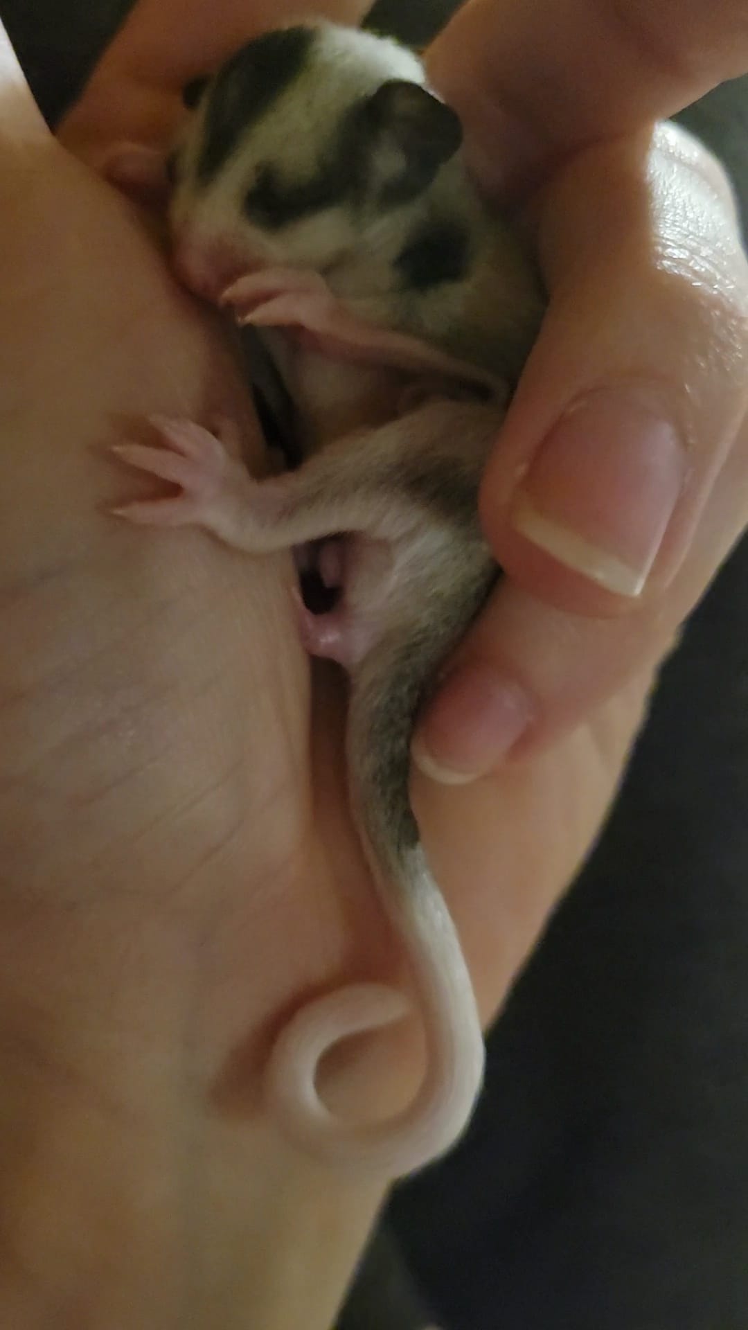 Scyther- Adult Male (Available)