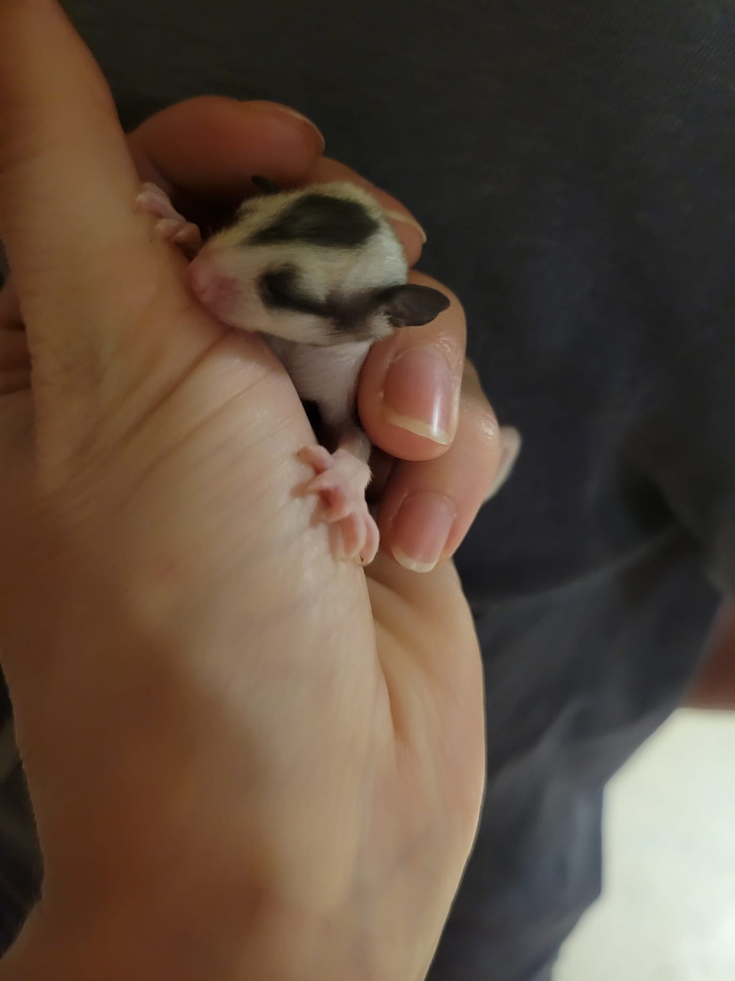 Scyther- Adult Male (Available)