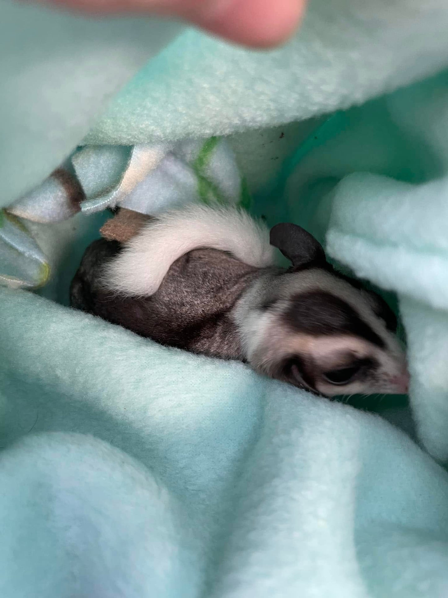 Scyther- Adult Male (Available)