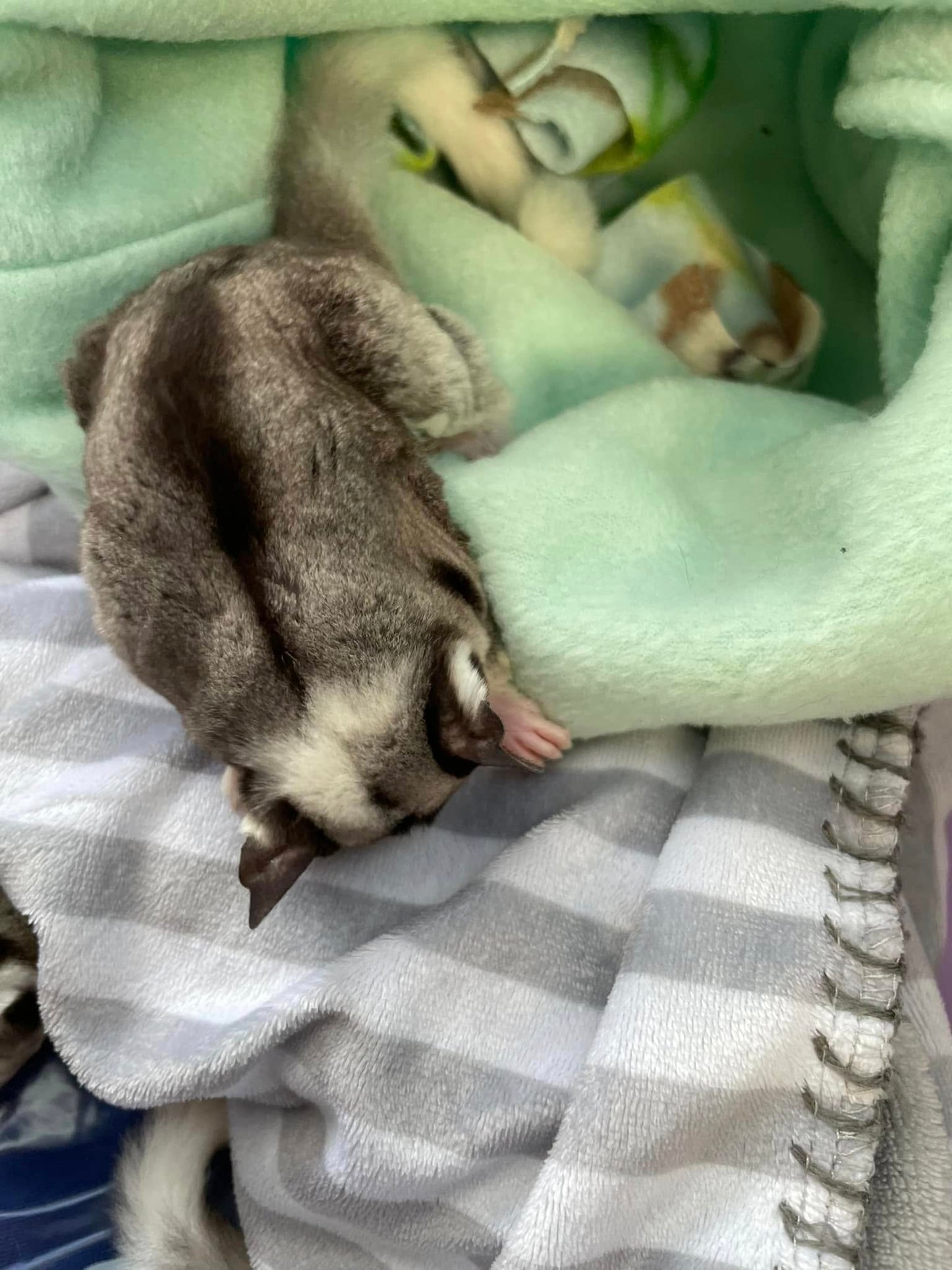 Scyther- Adult Male (Available)