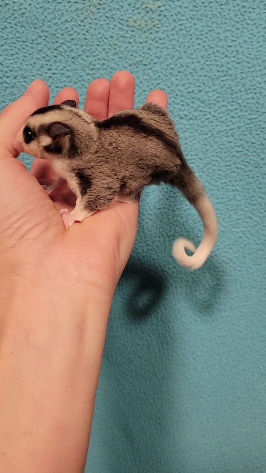 Cheesecake - Adult Male (Available)
