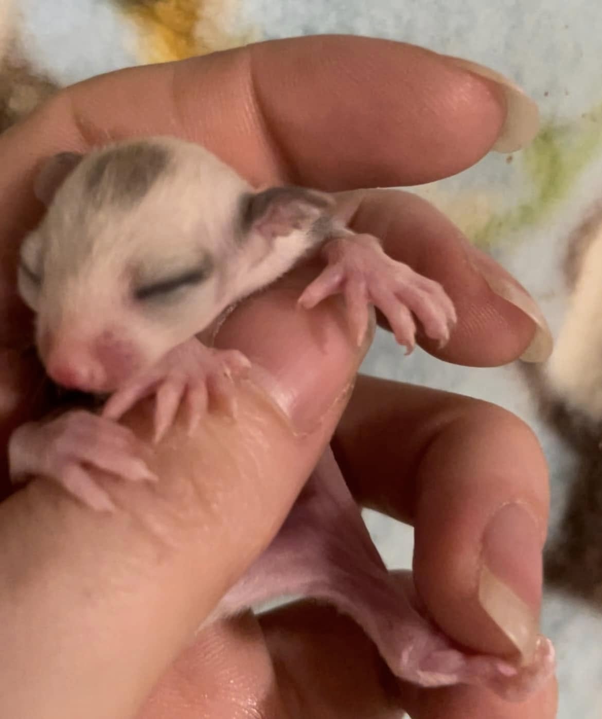 Togepi - Adult Male (Available)