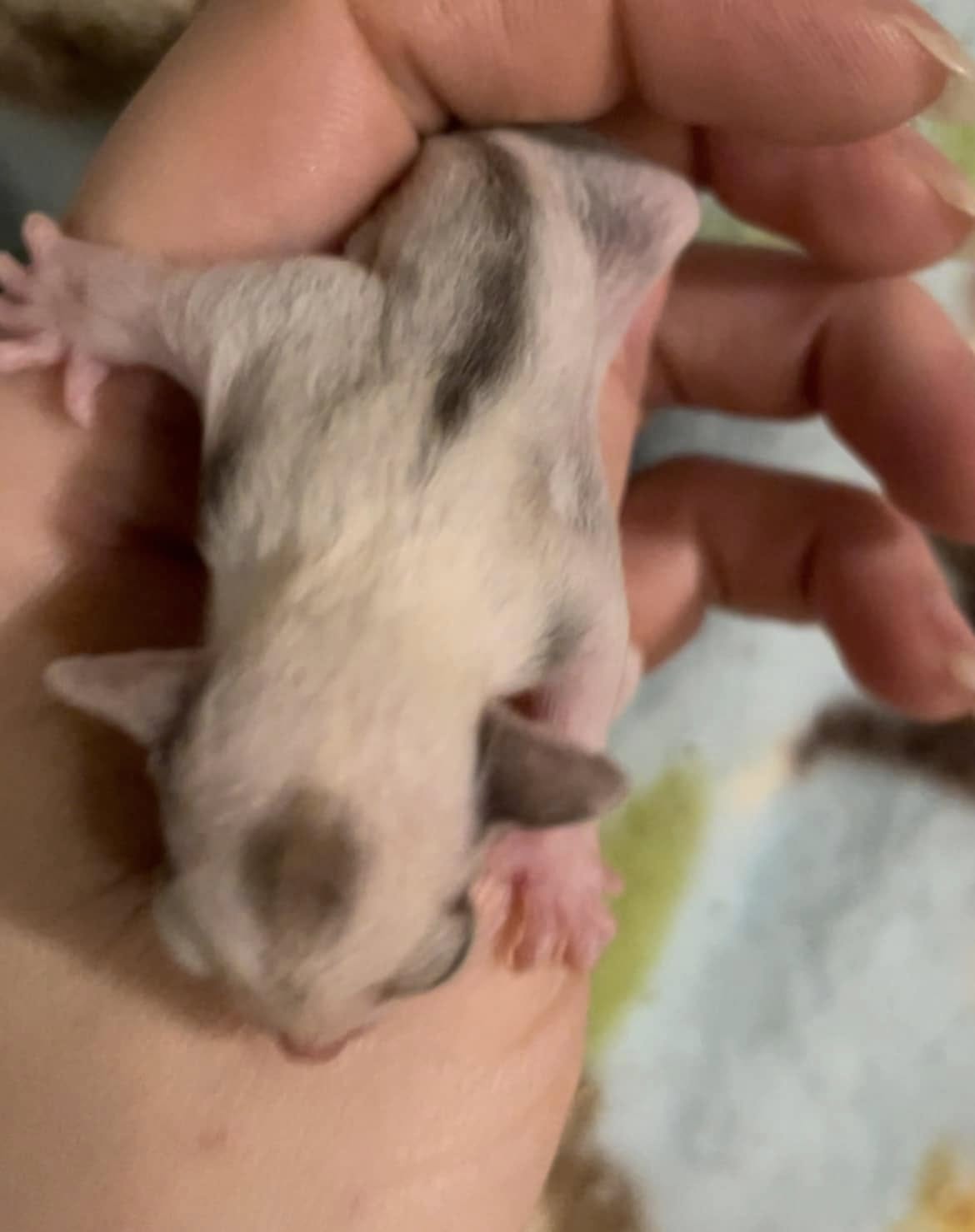 Togepi - Adult Male (Available)