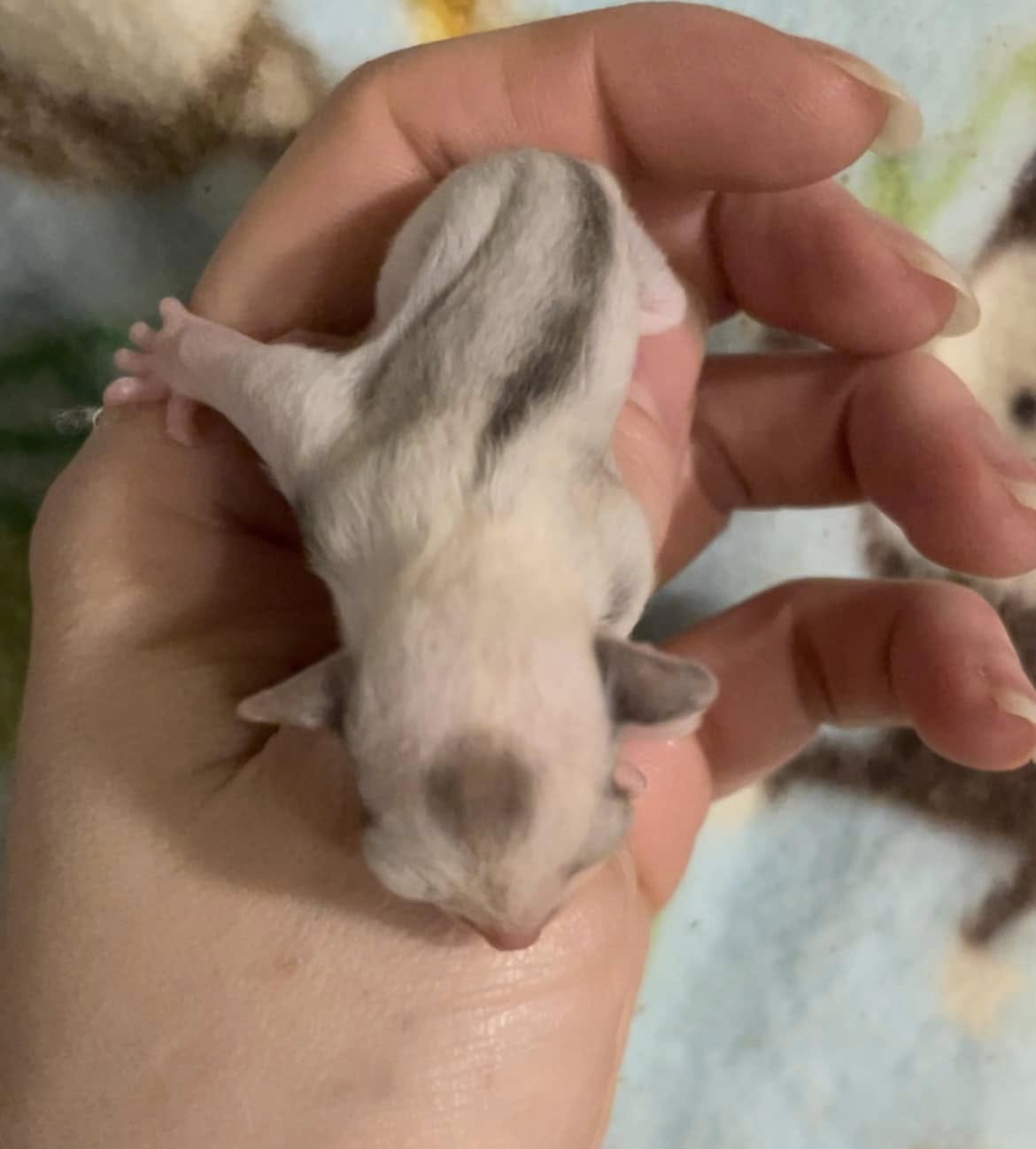 Togepi - Adult Male (Available)