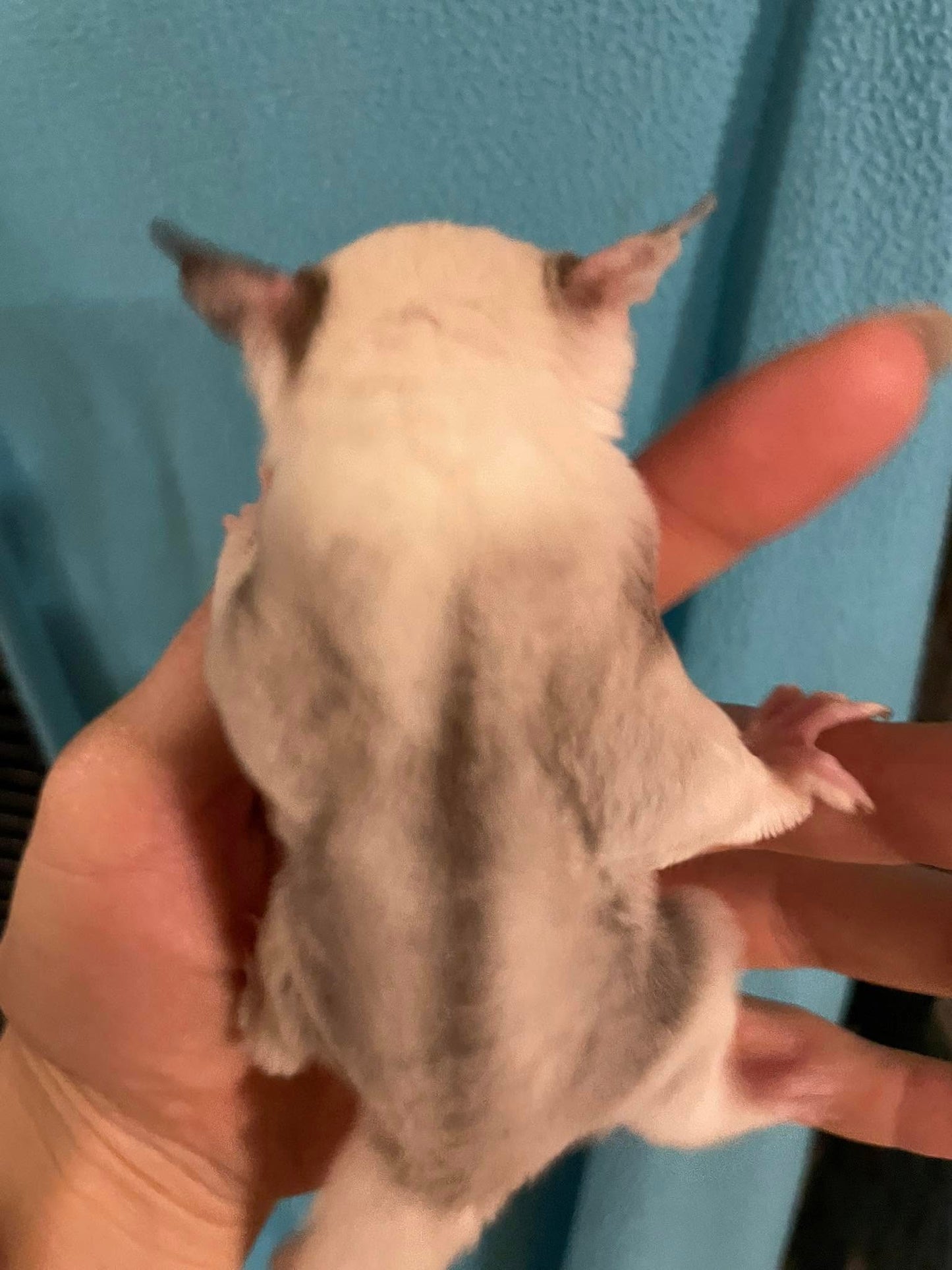 Togepi - Adult Male (Available)