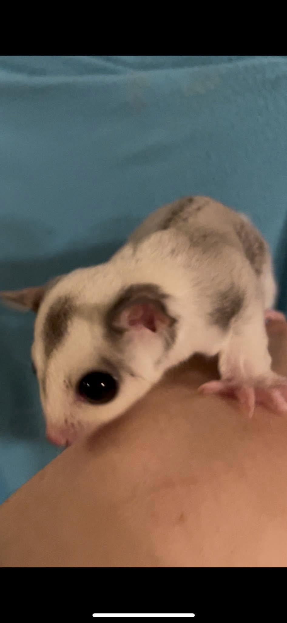 Togepi - Adult Male (Available)