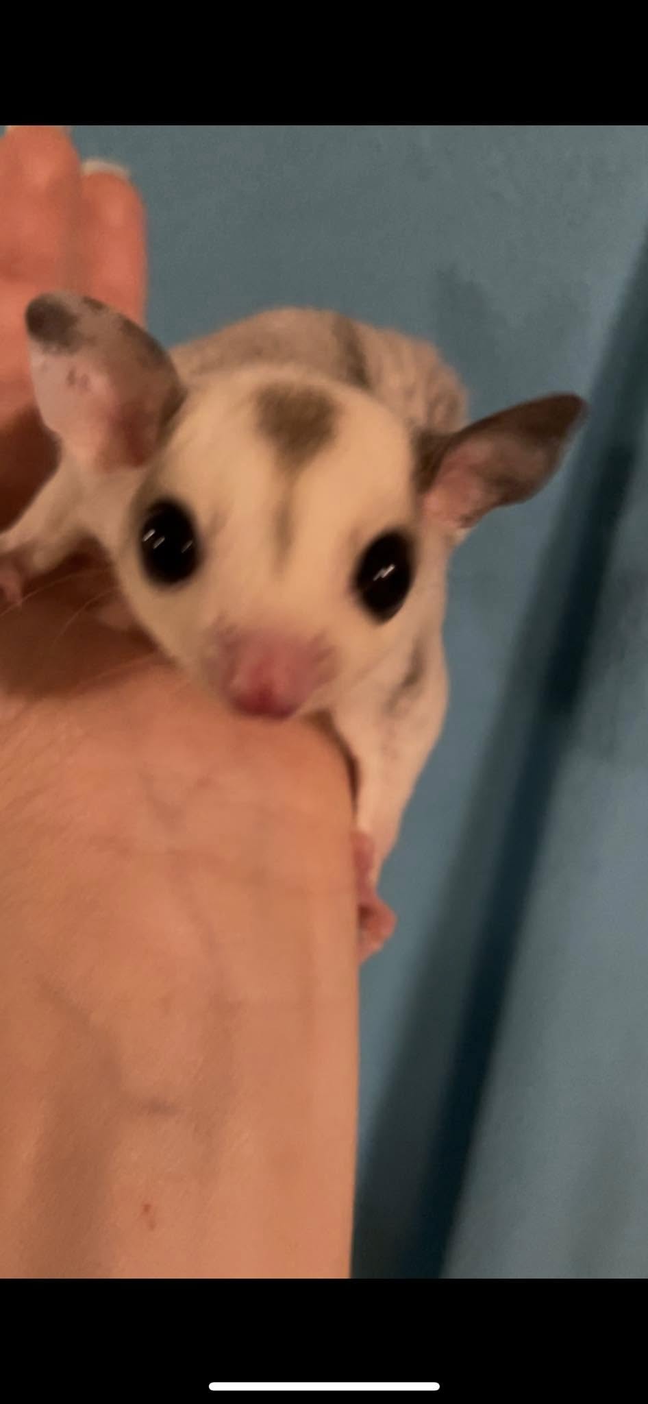 Togepi - Adult Male (Available)