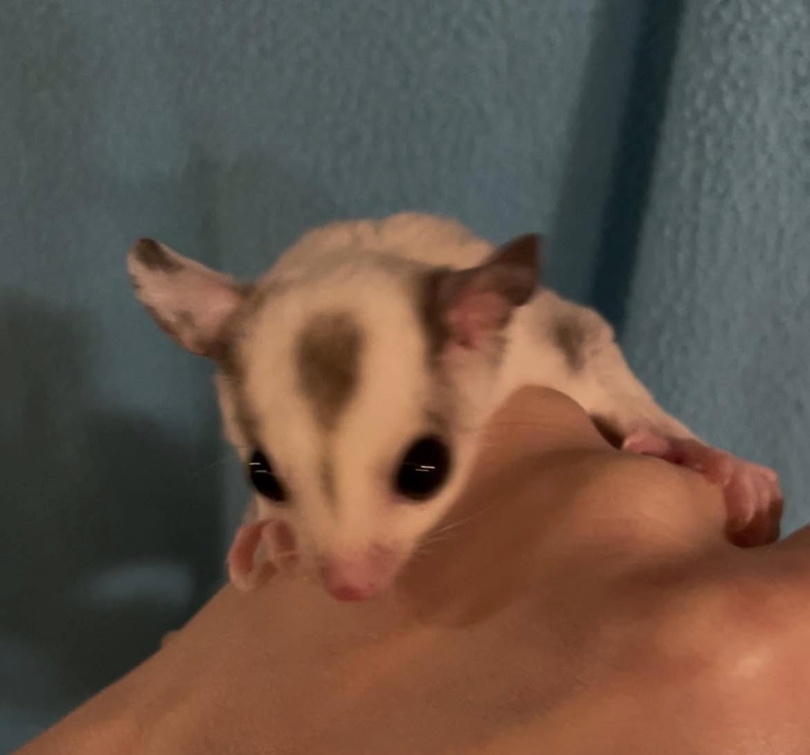 Togepi - Adult Male (Available)