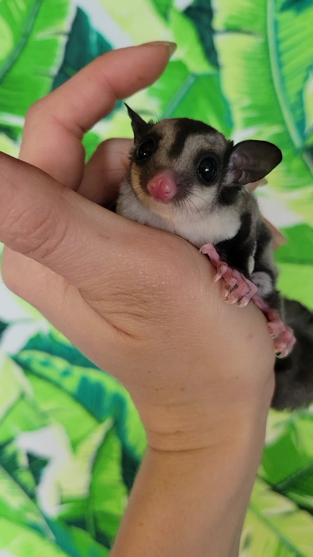 Tree Trunks - Adult Female (Available)