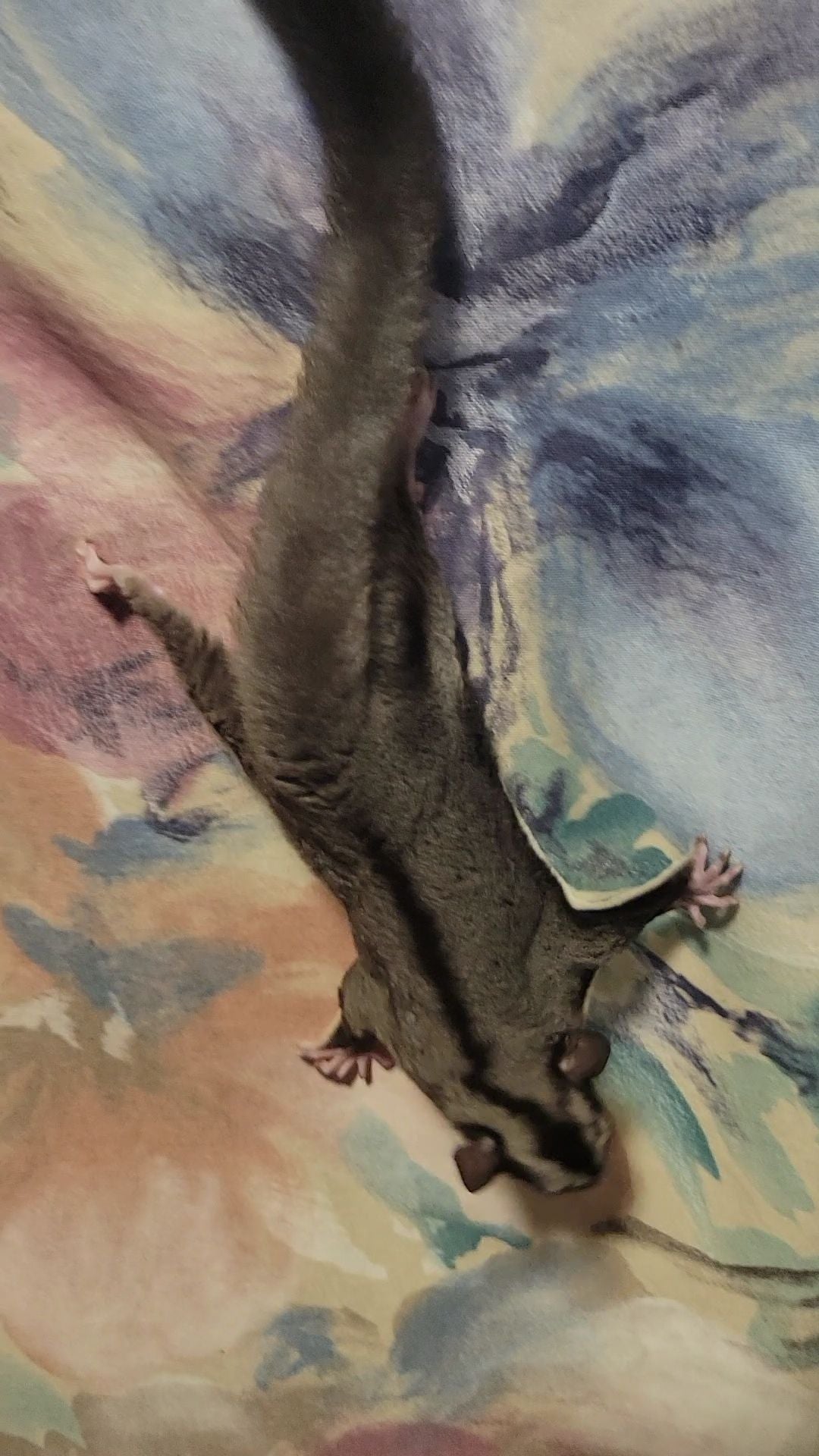 Tree Trunks - Adult Female (Available)