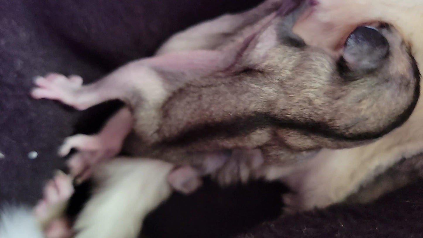 Tree Trunks - Adult Female (Available)