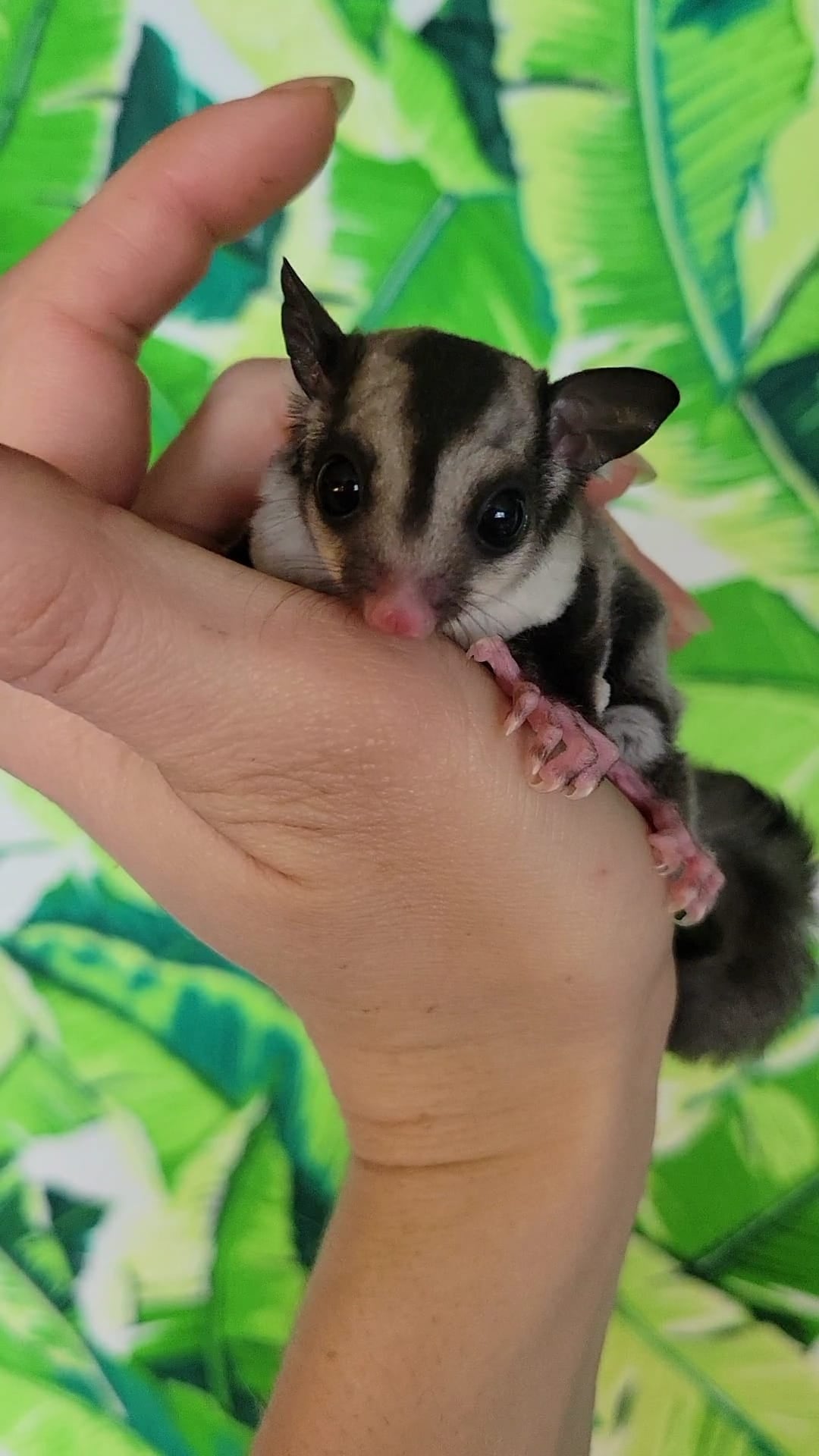 Tree Trunks - Adult Female (Available)