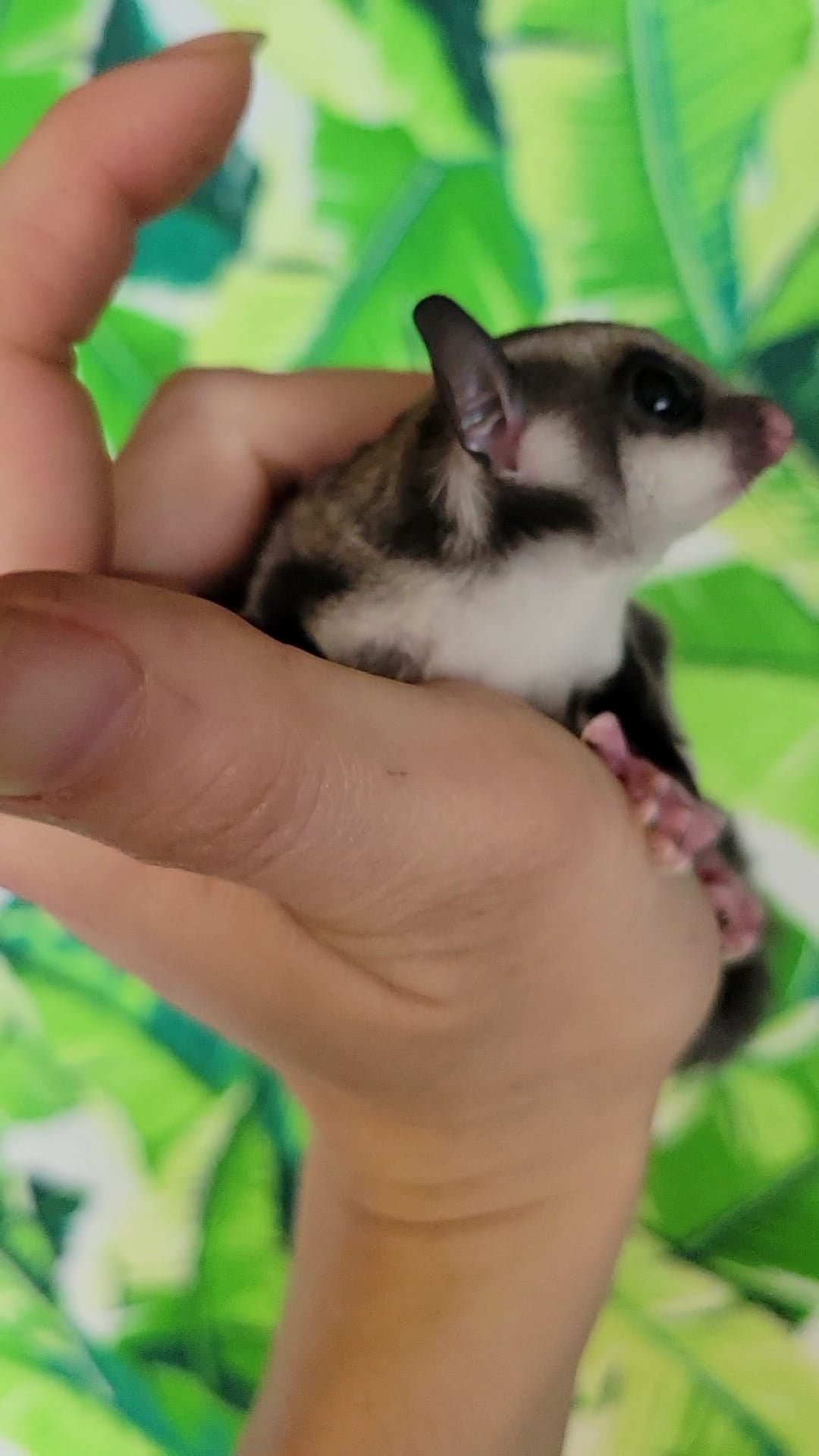 Tree Trunks - Adult Female (Available)