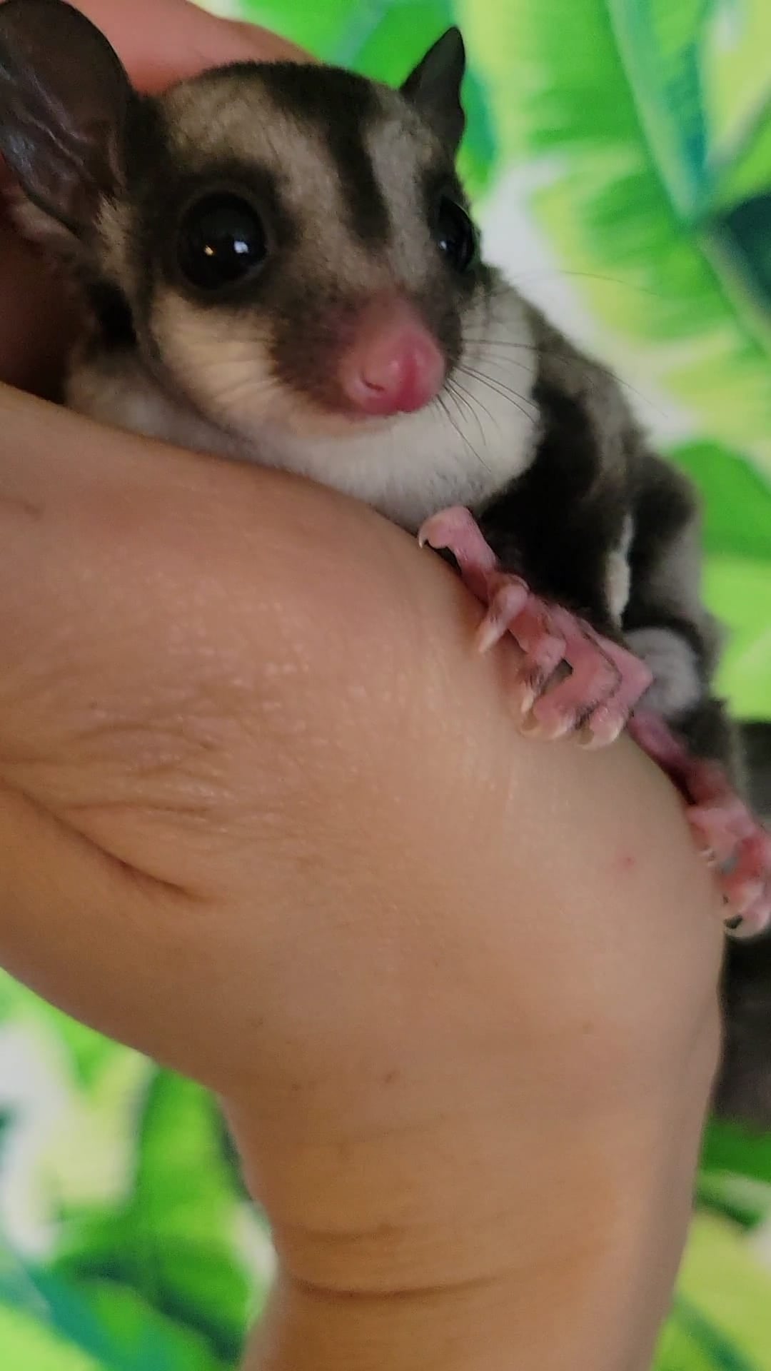 Tree Trunks - Adult Female (Available)