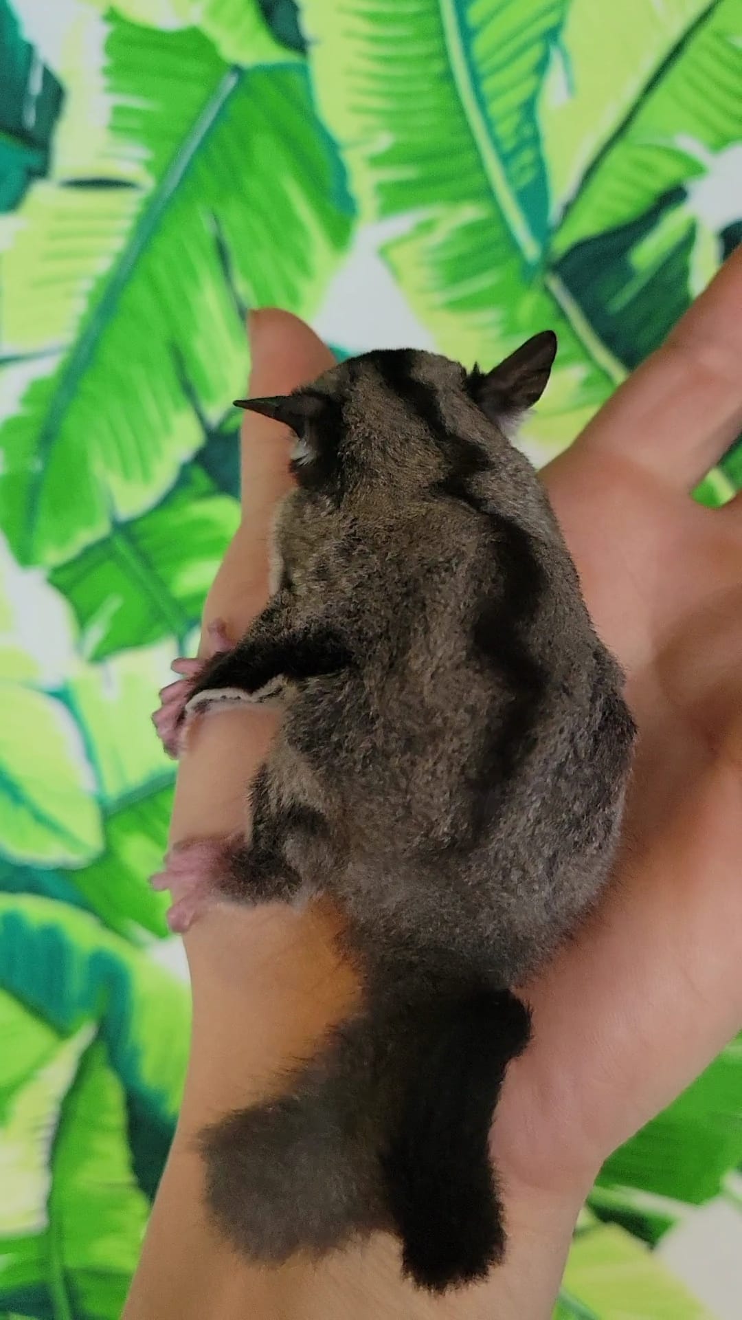 Tree Trunks - Adult Female (Available)