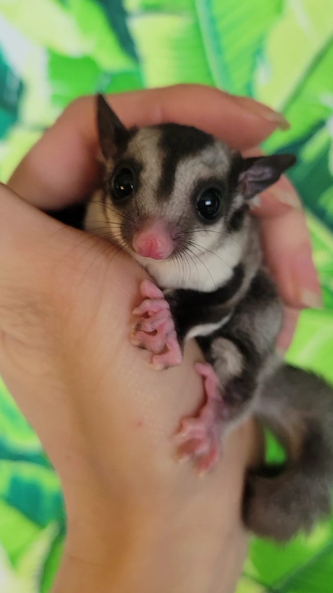 Tree Trunks - Adult Female (Available)