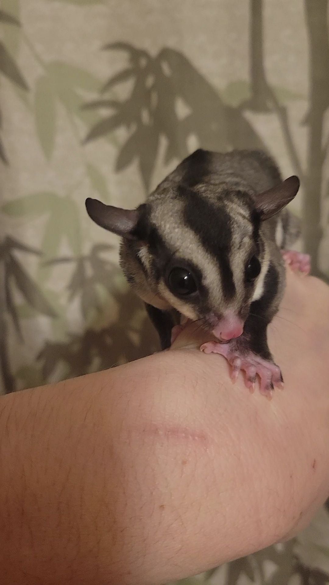 Tree Trunks - Adult Female (Available)