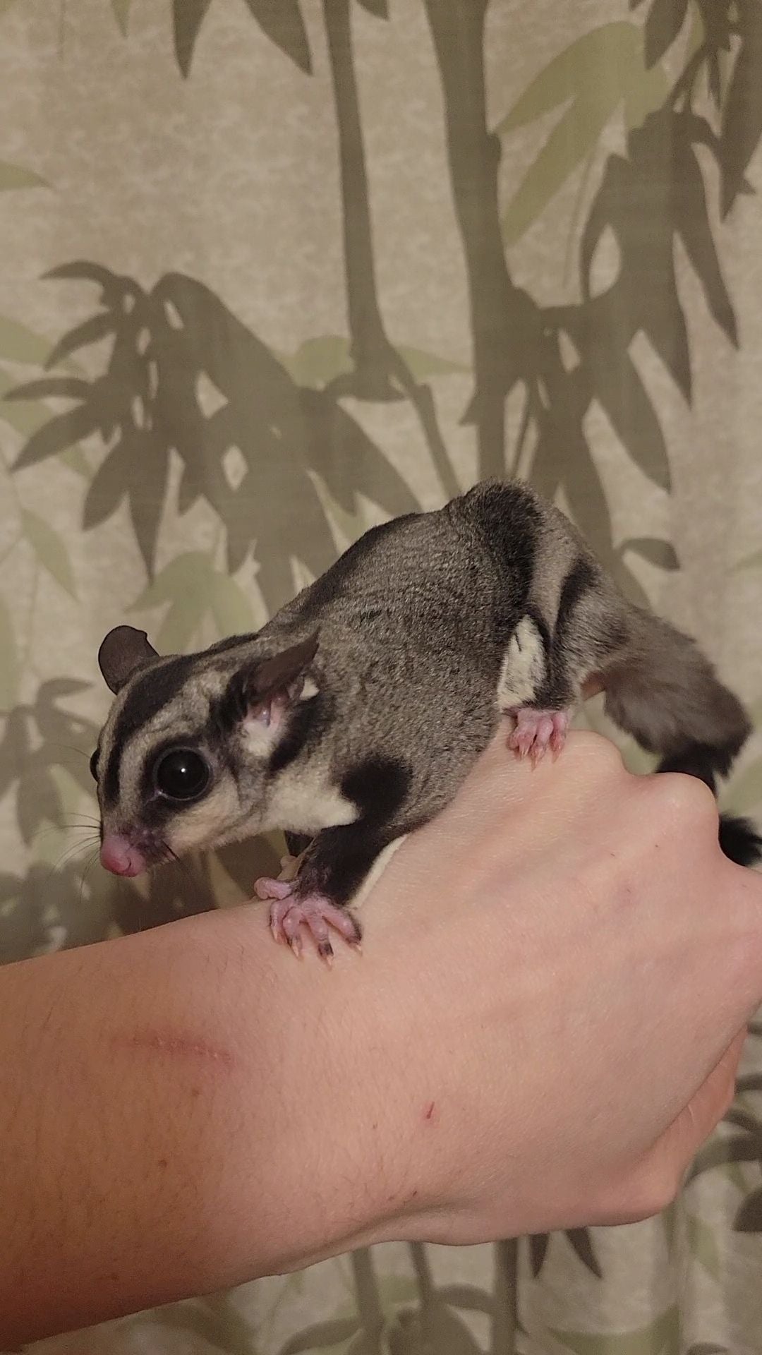 Tree Trunks - Adult Female (Available)