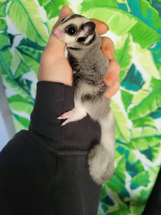Twilight - Adult Female (Available)