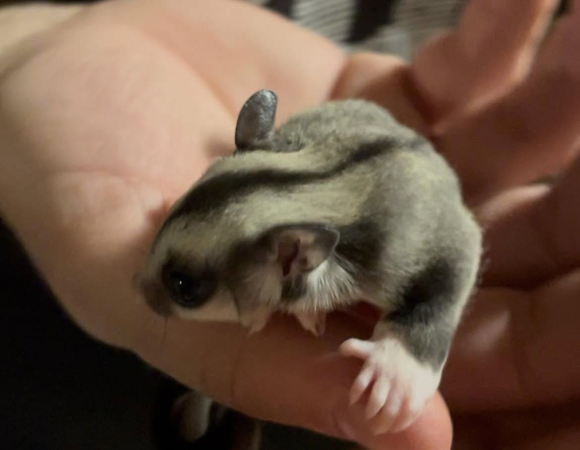 Zircon - Adult Male (Available)