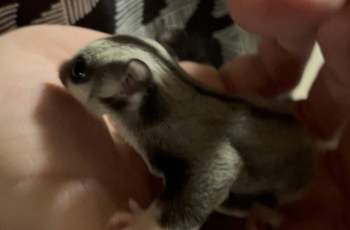 Zircon - Adult Male (Available)