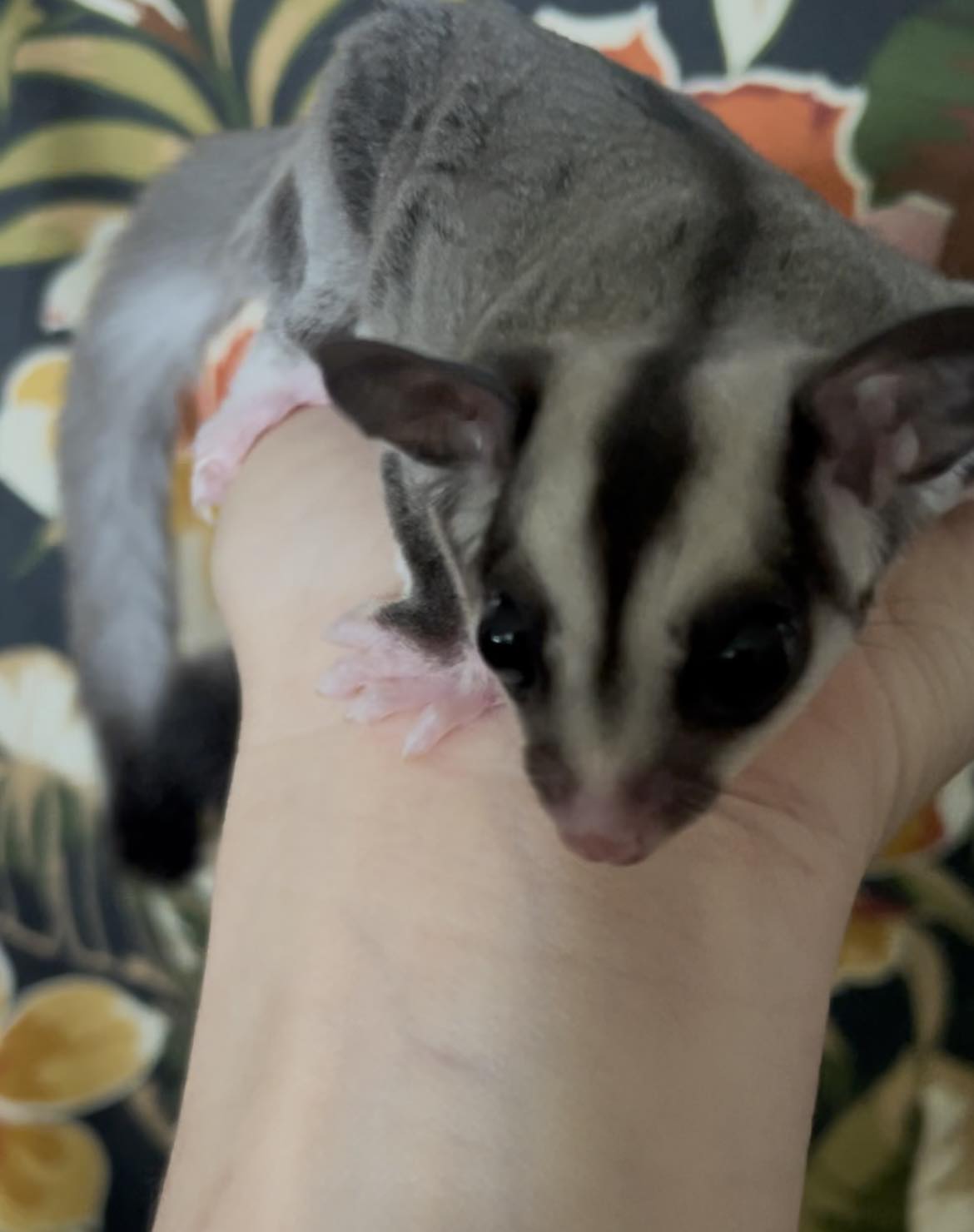 Zircon - Adult Male (Available)