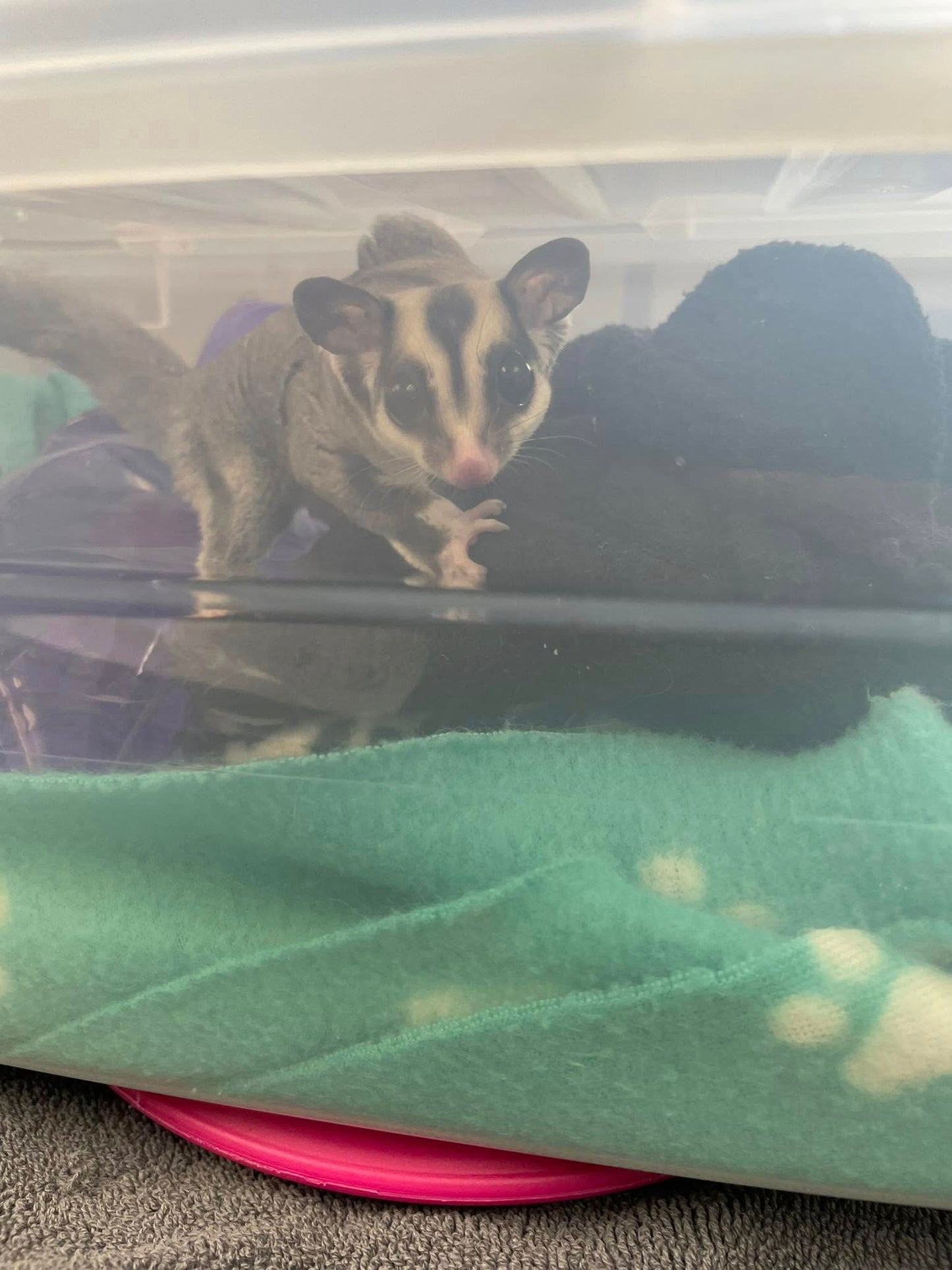 Zircon - Adult Male (Available)